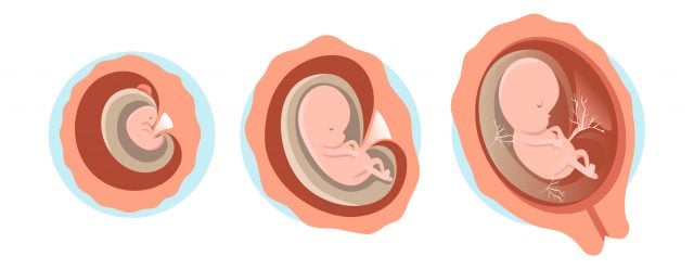 Choses à Éviter les 3 Premiers Mois de Grossesse