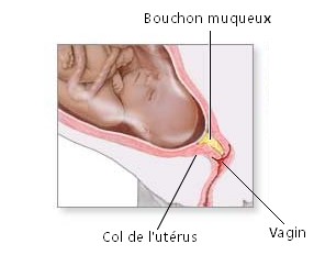 Perte du bouchon muqueux : Que faire ?