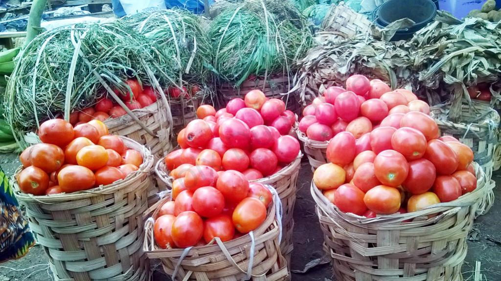 Les différentes variétés de tomates cultivées au Cameroun