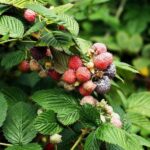 Les tisanes qui aident à ouvrir le col de l&rsquo;utérus 