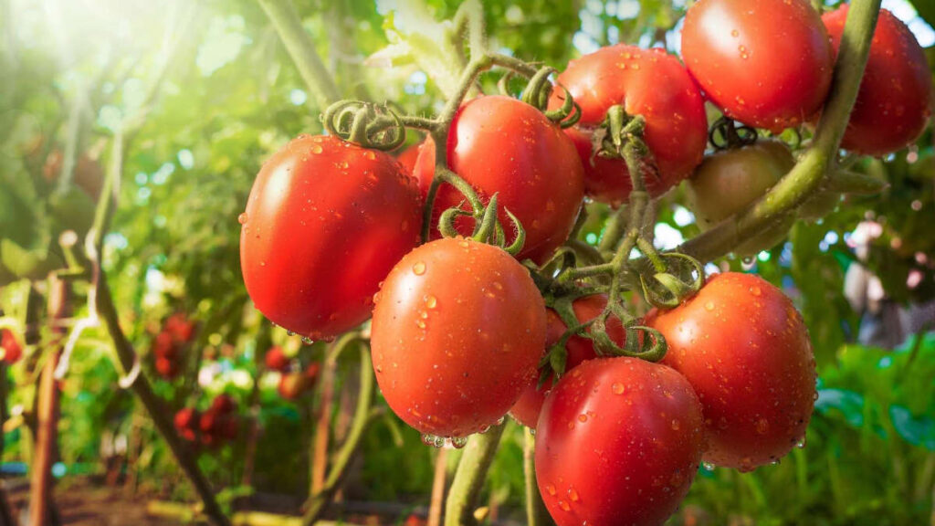 Les techniques de culture traditionnelles de la tomate au Cameroun