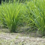 La citronnelle pendant la grossesse : Est-ce sans danger pour les femmes enceintes ?