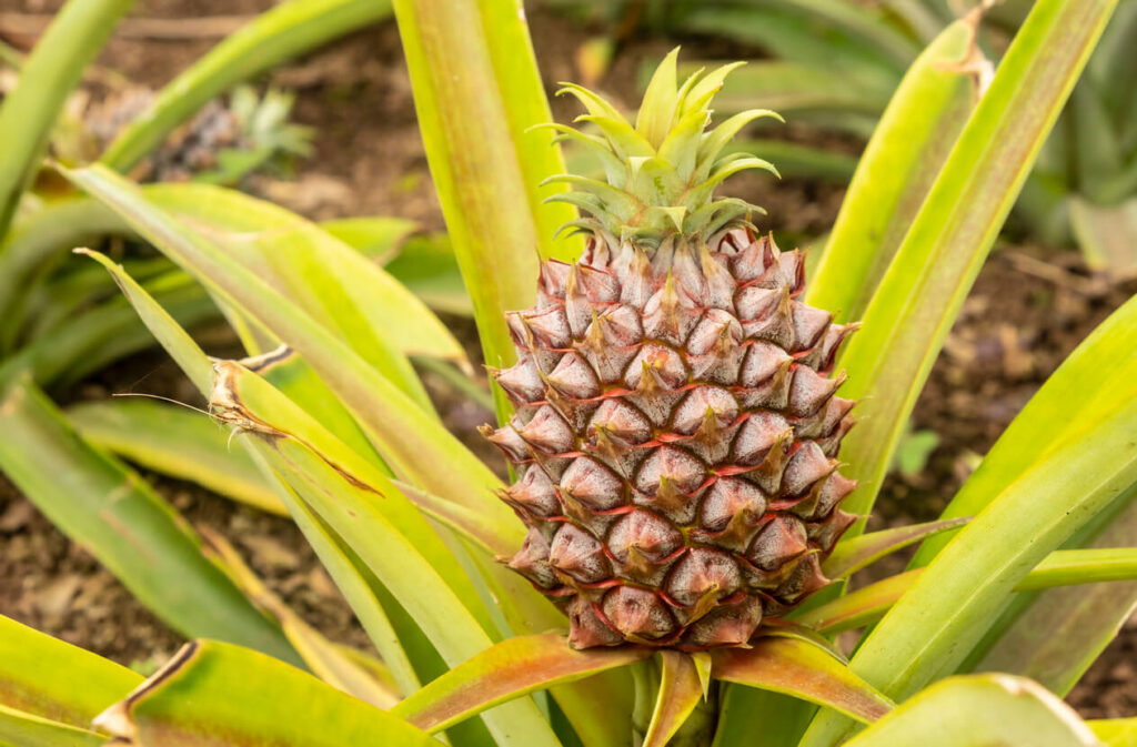 Est-ce qu'on peut manger de l'ananas enceinte ?