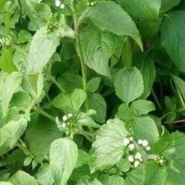 Le Roi des Herbes : L'Ageratum conizoïde, une plante aux vertus exceptionnelles