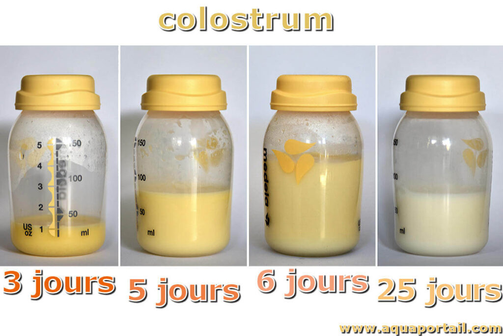 Comment évolue le colostrum au fil des jours