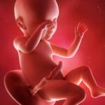 Perte du bouchon muqueux : combien de temps avant l’accouchement ?