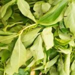 Comment Utiliser les Feuilles de Baobab pour Faciliter l&rsquo;Accouchement 