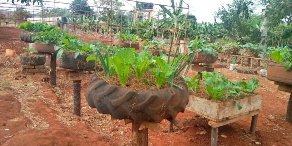 Faida za kilimo cha mboga nyumbani