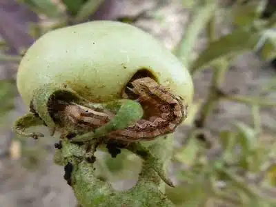 Vidudu wanaotafuna mboga na jinsi ya kuwadhibiti 