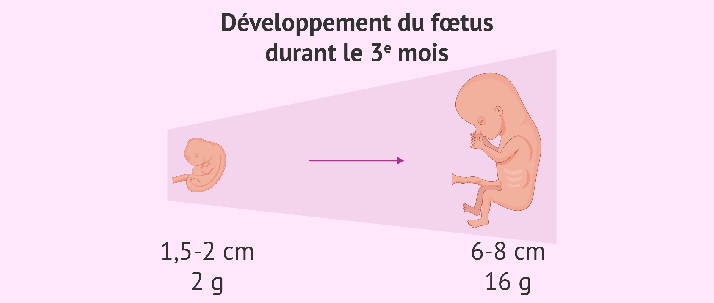  À quoi s’attendre à 3 mois de grossesse ?
