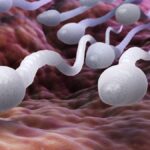  Le rôle de la glaire cervicale dans la conservation des spermatozoïdes