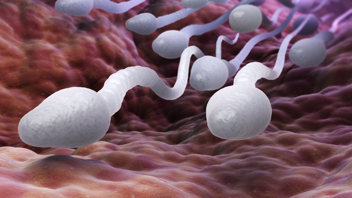 Le rôle de la glaire cervicale dans la conservation des spermatozoïdes 1 Le rôle de la glaire cervicale dans la conservation des spermatozoïdes